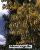 Laburnum anagyroides