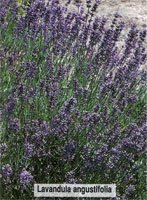 Lavandula angustifolia