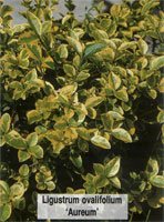 Ligustrum ovalifolium Aureum