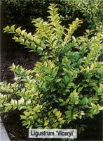 Ligustrum Vicaryi