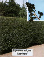 Ligustrum vulgare Atrovirens