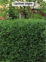 Ligustrum vulgare