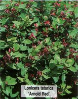 Lonicera tatarica Arnold Red