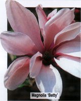 Magnolia Betty