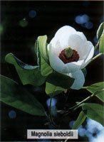 Magnolia sieboldii