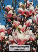 Magnolia soulangeana Alexandra