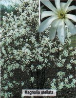 Magnolia stellata