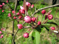 Malus Royalty