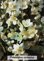 Philadelphus coronarius