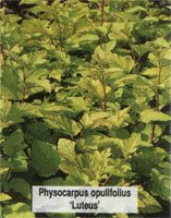 Physocarpus opulifolius Luteus