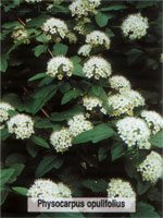 Physocarpus opulifolius