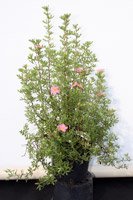 Potentilla fruticosa Lovely Pink