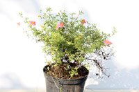 Potentilla fruticosa Pretty Poly