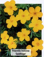 Potentilla fruticosa Goldfinger