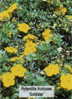 Potentilla fruticosa Goldstar