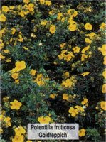 Potentilla fruticosa Goldteppich