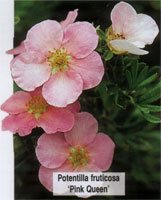 Potentilla fruticosa Pink Queen