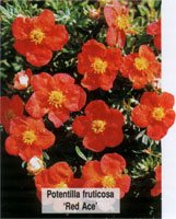 Potentilla fruticosa Red Ace