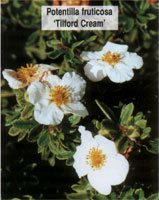 Potentilla fruticosa Tilford Cream