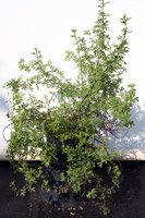 Potentilla fruticosa Princess