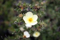 Potentilla fruticosa Primrose Beauty