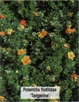 Potentilla fruticosa Tangerine