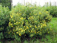 Potentilla fruticosa