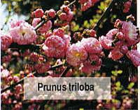 Prunus Triloba