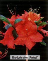 Rhododendron Fireball