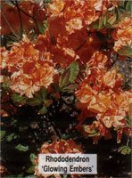 Rhododendron Glowing Embers