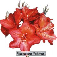 Rhododendron Parkfeuer