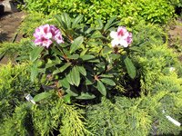 Rhododendron Pfauenauge