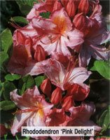 Rhododendron Pink Delight