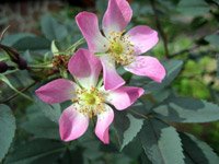 Rosa glauca