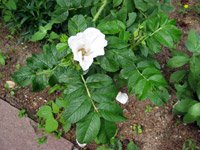 Rosa rugosa Alba