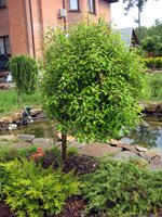 Salix caprea Curly Locks