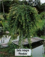 Salix integra Pendula