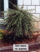 Salix repens var.argentea