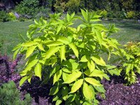 Sambucus nigra aurea