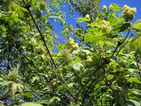 Sambucus racemosa