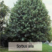 Sorbus aria