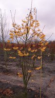 Sorbus aucuparia Fastigiata