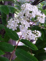 Sorbus aucuparia