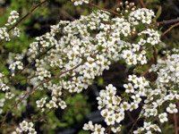 Spiraea cinerea Grefsheim