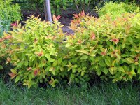 Spiraea japonica Magic Carpet