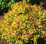 Spiraea japonica Golden Princess