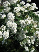 Spiraea nipponica