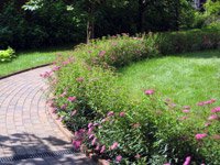 Spiraea bumalda Country Red