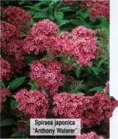 Spiraea japonica Anthony Waterer