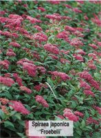 Spiraea japonica Froebelii